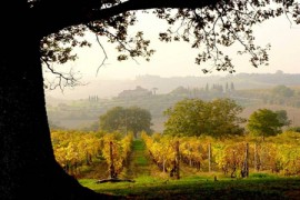 Vigneti della Fattoria del Colle