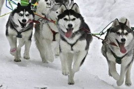 huskies