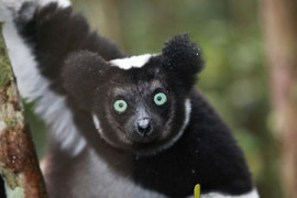 madagascar-lemur